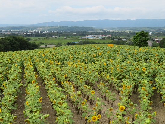 花日記｜北海道立サンピラーパーク（北海道名寄市）